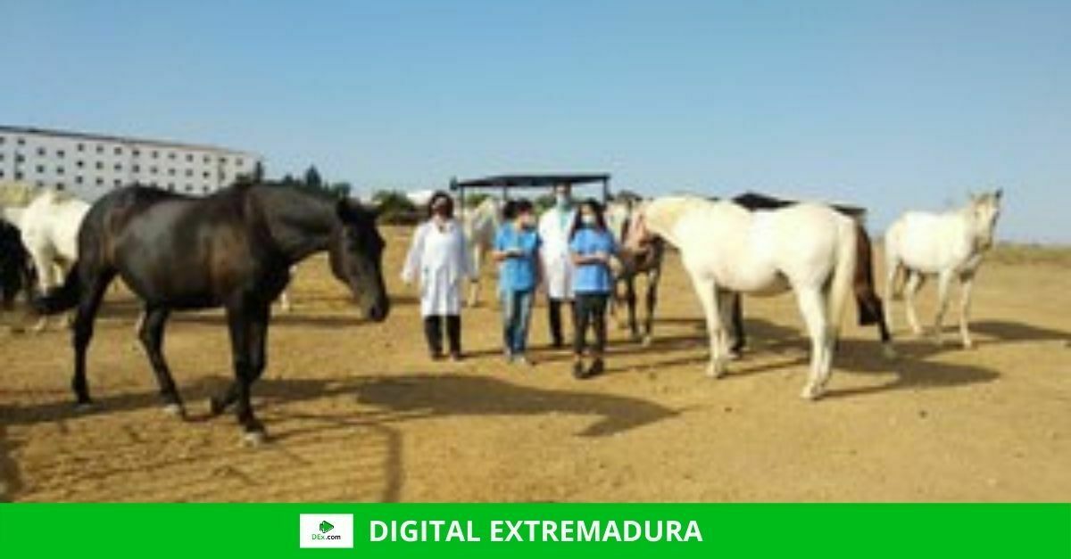 caballos