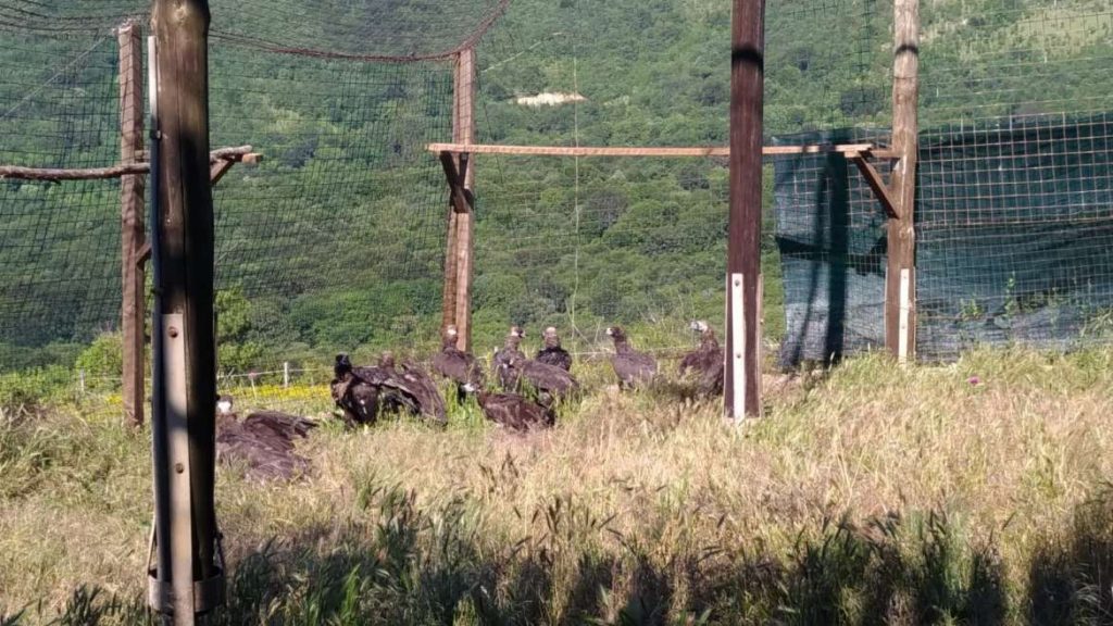 Aumenta la población de buitre negro en Sierra de San Pedro y Monfragüe Buitres 03
