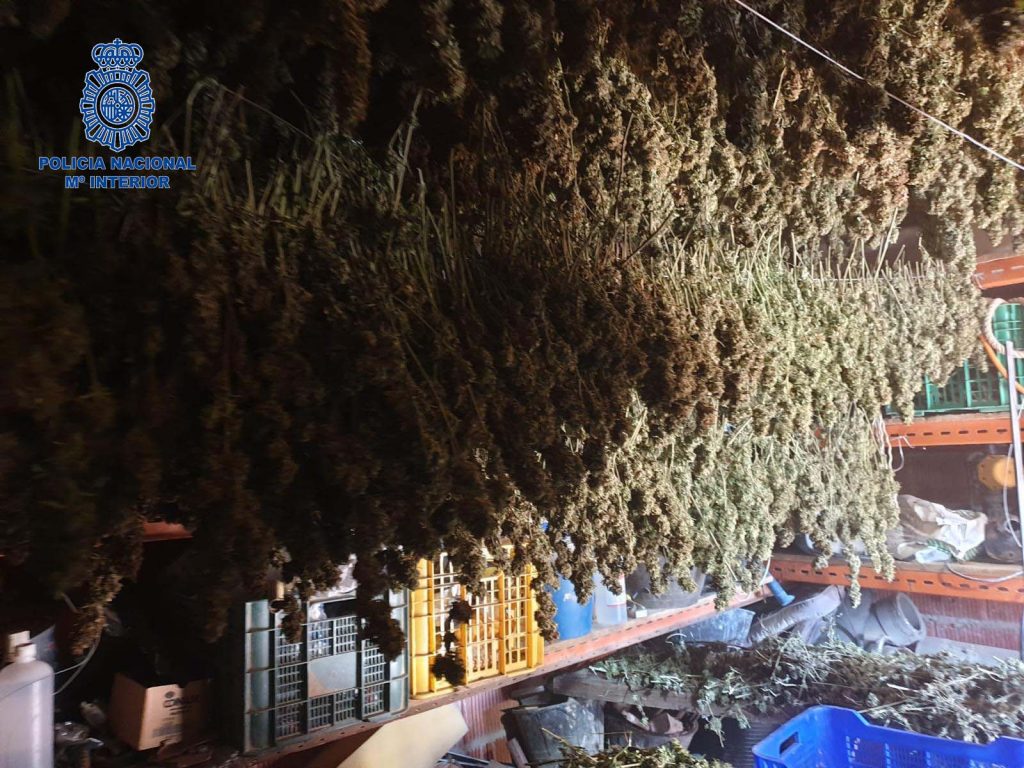 Dos detenidos por plantar marihuana en una parcela Don Benito marihuana