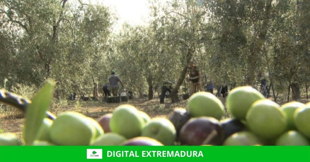 Firmado el convenio para analizar el sector cooperativista agroalimentario con vistas a desarrollar la estrategia autonómica Firmado el convenio para analizar el sector cooperativista agroalimentario con vistas a desarrollar la estrategia autonómica