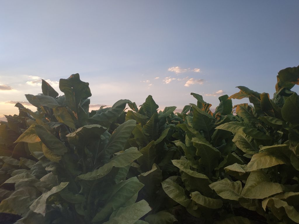 Unidas Podemos vota en contra de la nueva reforma de la PAC Fotografia parcela de tabaco
