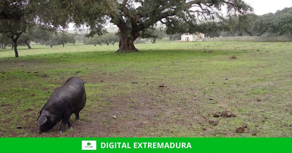 Comunicado del Ministerio de Agricultura, Pesca y Alimentación sobre la PAC Prorrogado hasta el 31 de octubre el plazo para presentar el plan de participación de las subvenciones al porcino ibérico