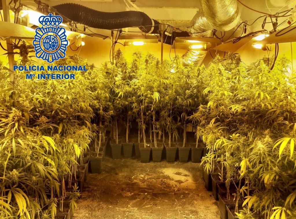 Detenida una pareja que tenía una plantación “indoor” en una vivienda almendralejo piso marihuana logo