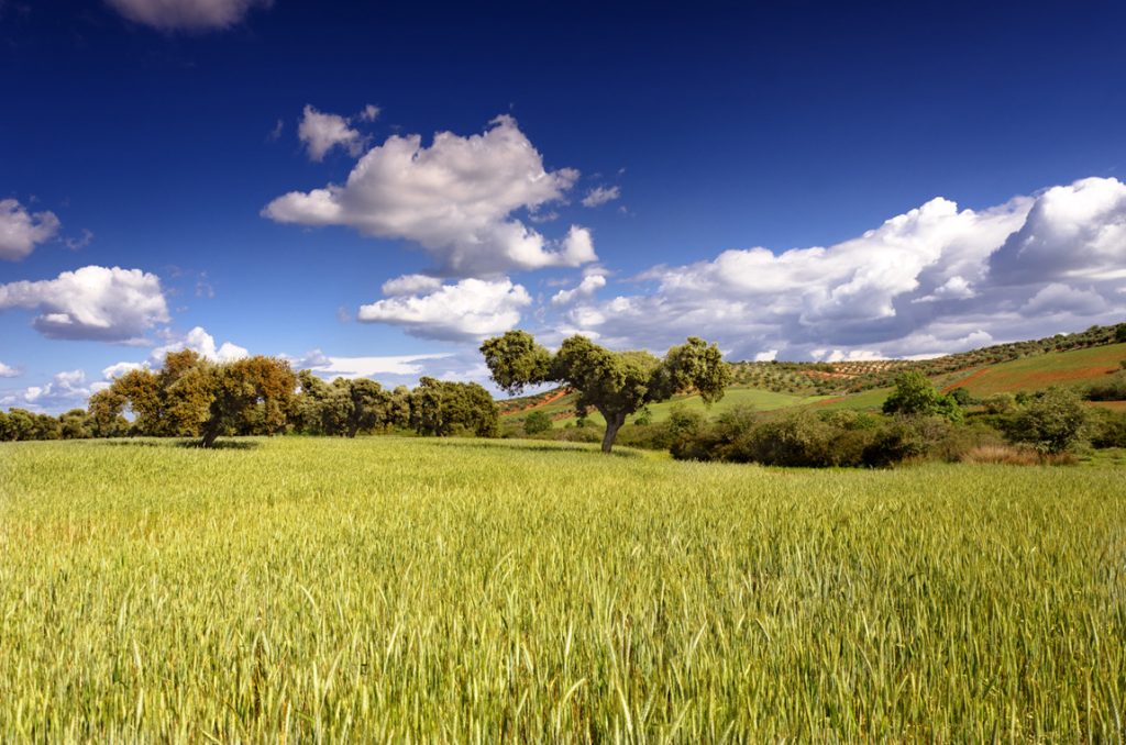 La Junta de Extremadura abona casi 74 millones de euros del pago verde de la solicitud única de 2020 dehesa 1 1