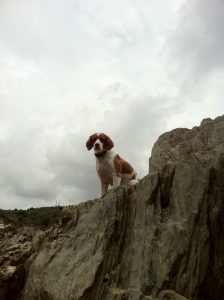 ari