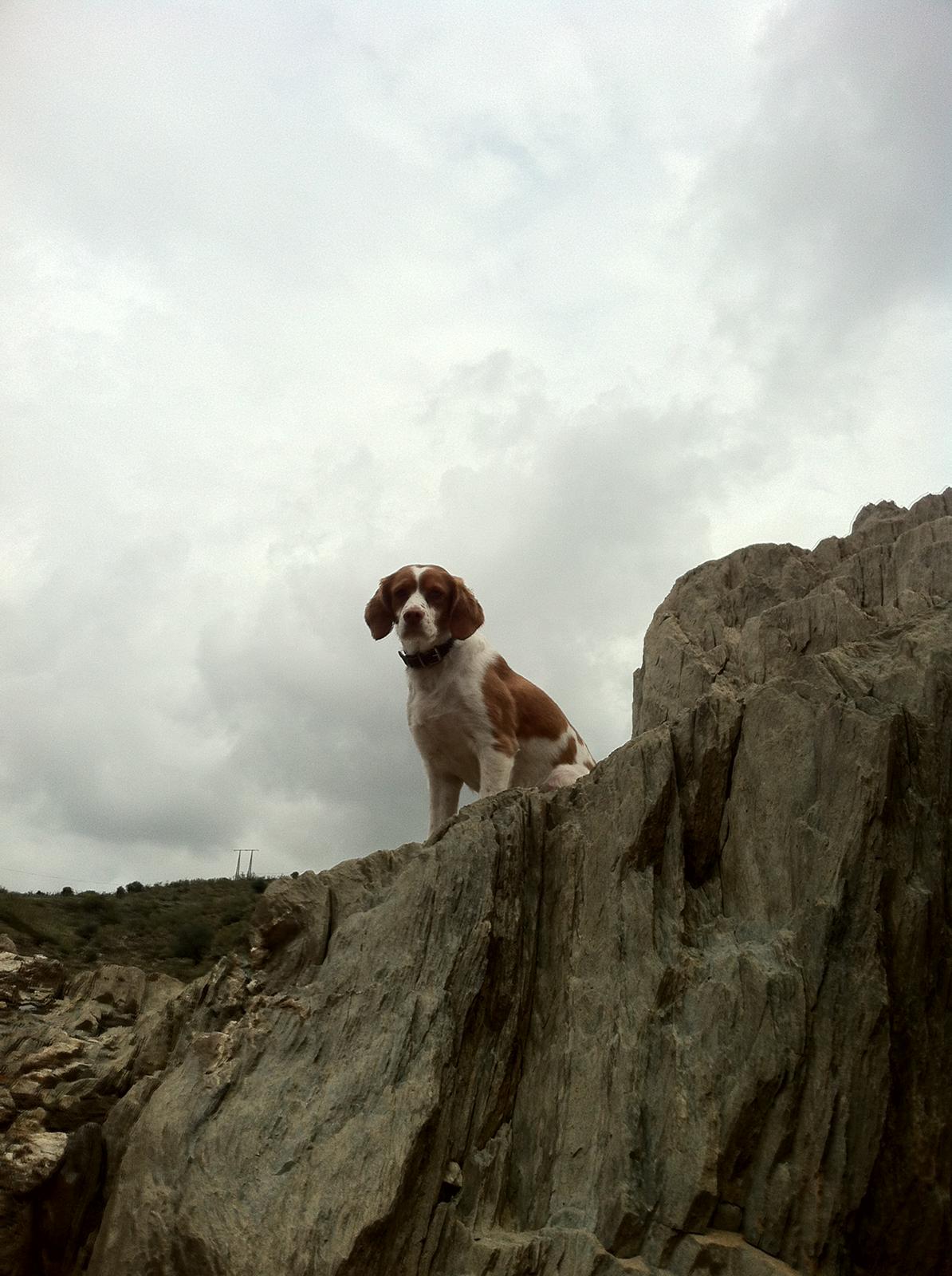 ari