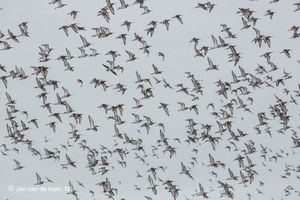 aves migratorias
