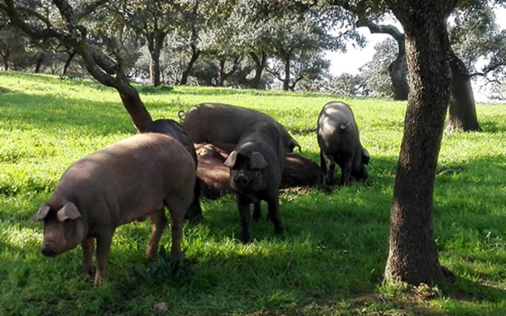 cerdos ibericos