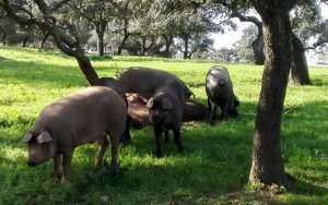 cerdos ibericos