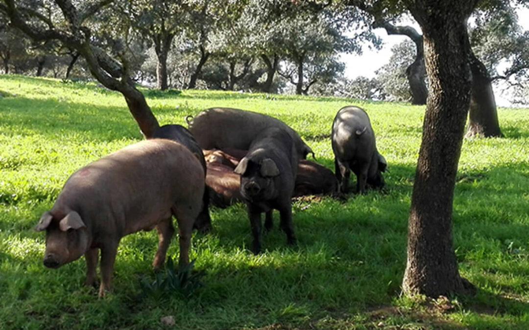 cerdos ibericos