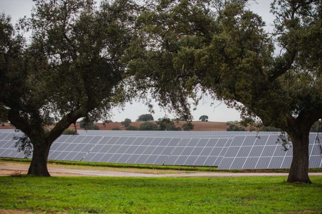 Inauguración de la Planta Solar Fotovoltaica de SolarPack y Bruc Iberia Energy Investment Partners en Alvarado solar alvarado 2