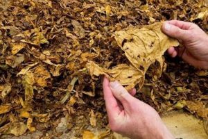tabaco