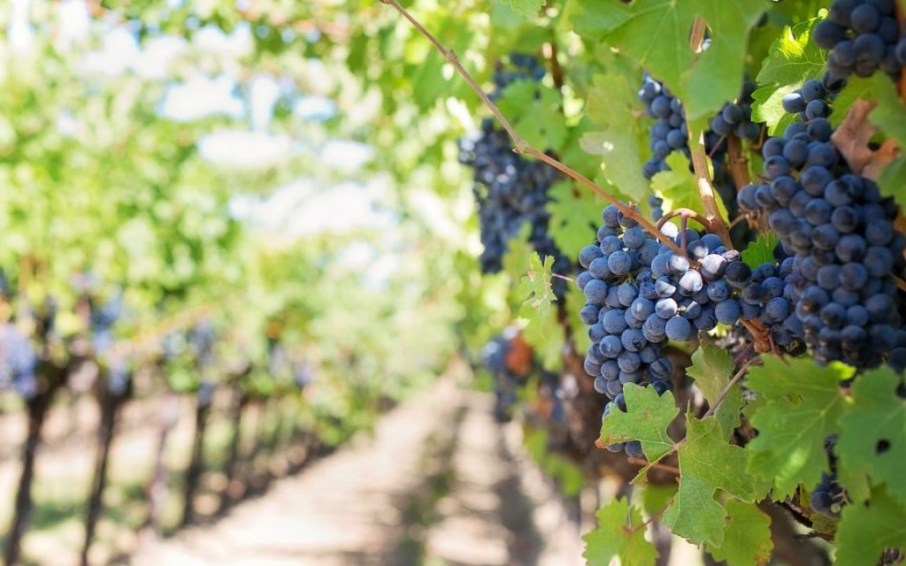 vinedo