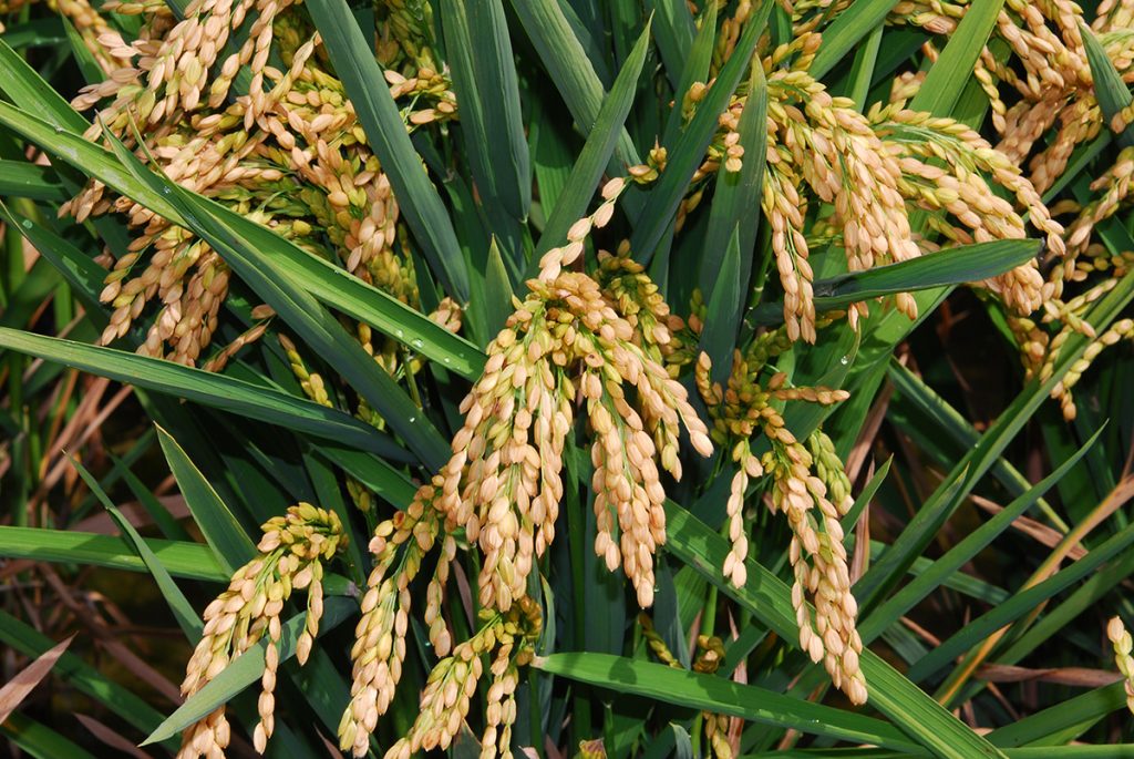 arroz opt