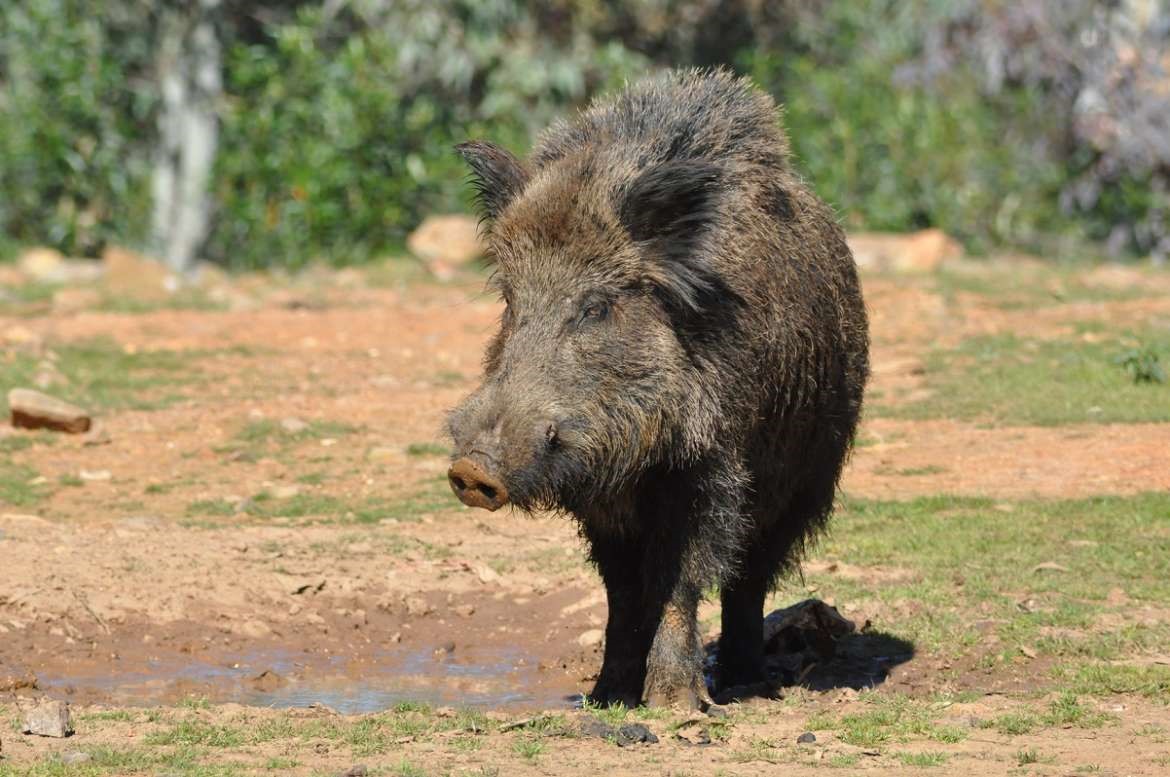 jabali