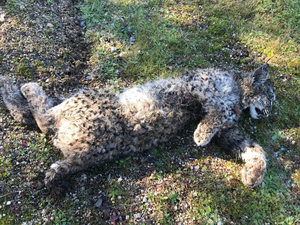 Voluntarios de ADENEX hallan muerto a un cachorro de lince en el término municipal de Don Benito Cachorro de lince hallado muerto en Don Benito