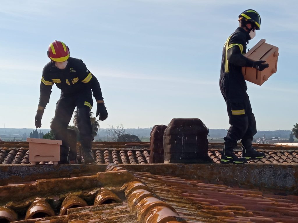 ADENEX coloca diez nidales para cernícalo primilla en Puebla de la Calzada Colocacion cajas nido cernicalo primilla Puebla de la Calzada 20210216 WA0008