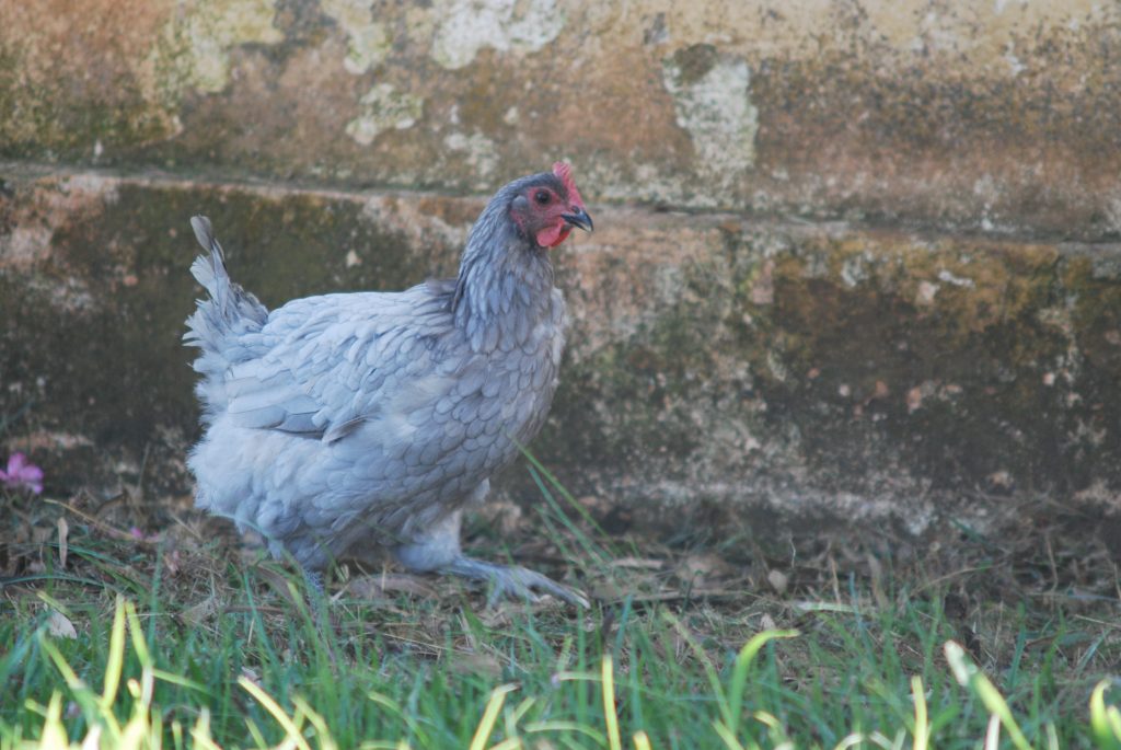 La Gallina Extremeña Azul obtiene el logotipo estatal de raza cien por cien autóctona gallina azul