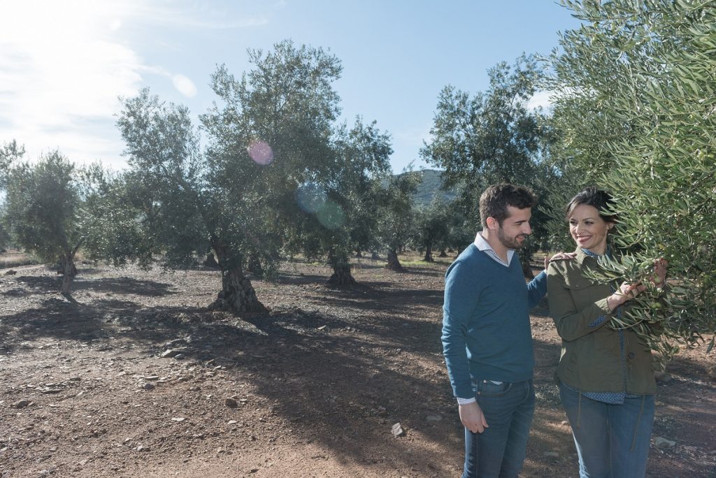 MM Gourmet, MM Ecológico y Monjías del Olivar, ganadores de la IV cata-concurso de aceites organizada por la Diputación de Badajoz olivares aceite