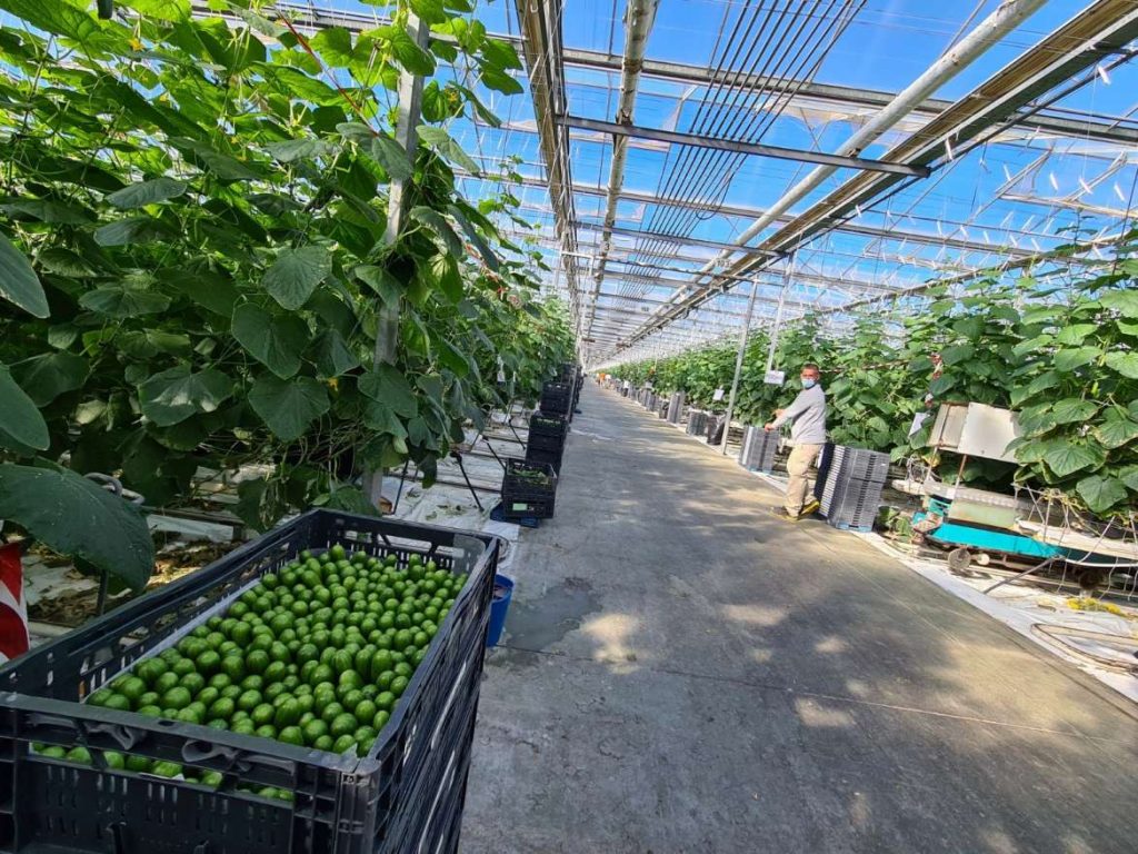 En Don Benito se producen pepinos y pimientos semidulces para ‘snacks’ Finca La Boyal pepinos