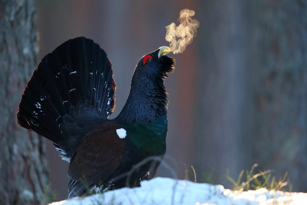 ‘Lekking capercaillie’, del fotógrafo estonio Remo Savisaar gana l primer premio del Concurso de Fotografía de Naturaleza " Las Aves Silvestres¨, de FIO 2021 Lekking capercaillie de Remo Savisaar Estonia C1