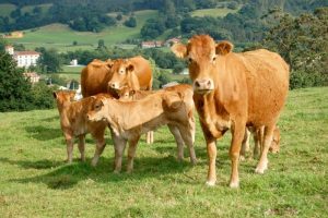 Vacas nodrizas de Cantabria