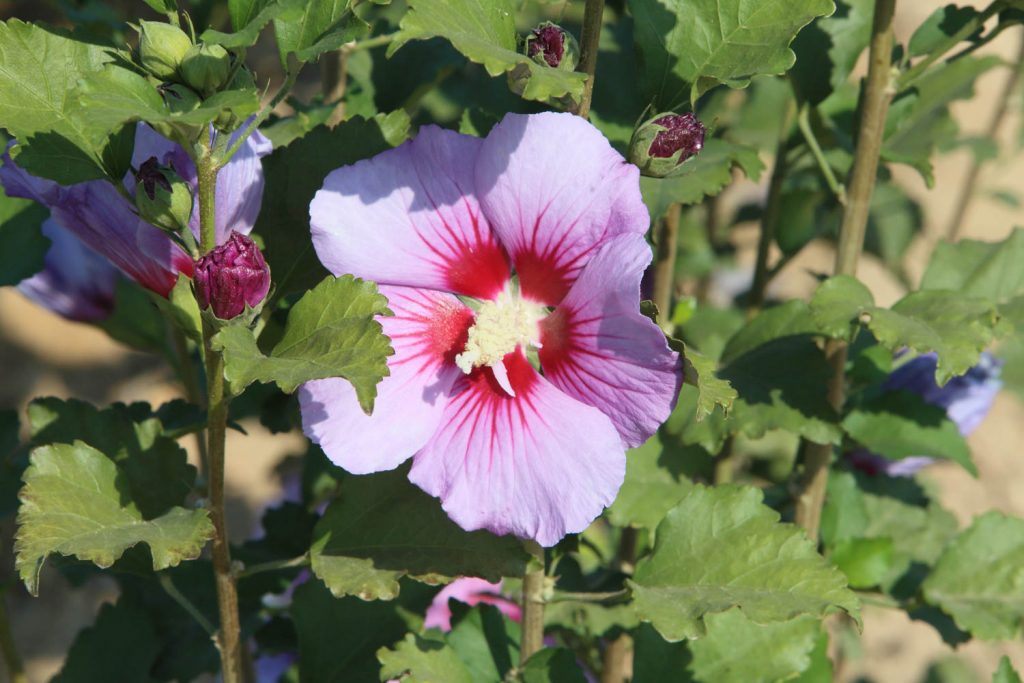Comienza la campaña de suministro de plantas en flor a Ayuntamientos por parte del Vivero Provincial pacense Vivero Provincial 2