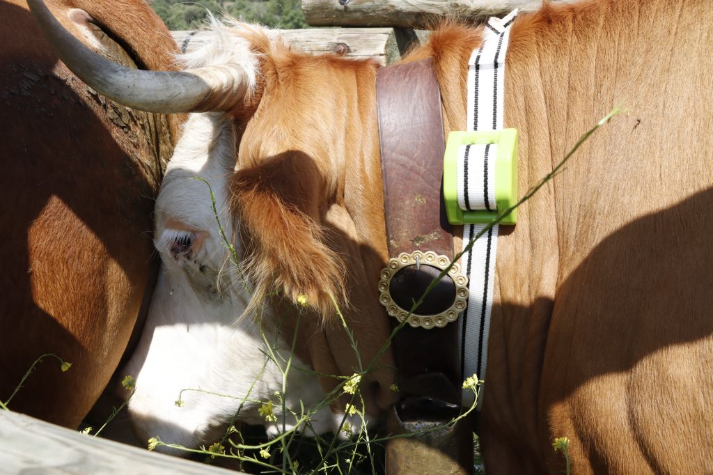 Los ganaderos extremeños se suben al carro de los cencerros digitales para controlar a los animales cencerro digital