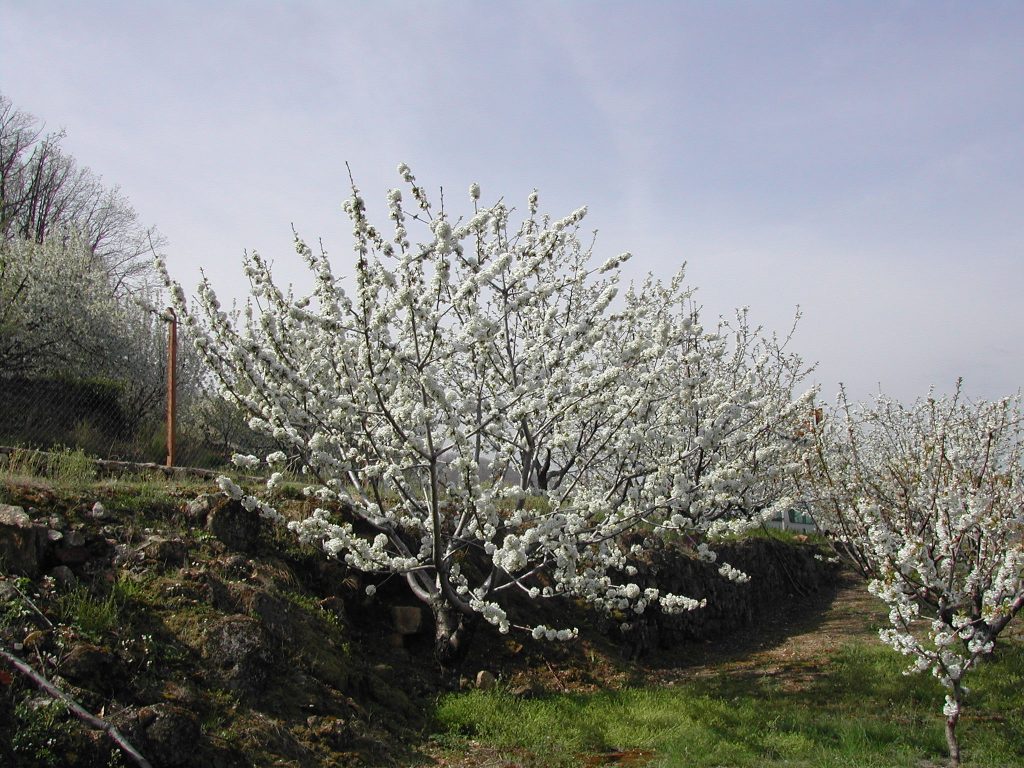 cerezos en flor