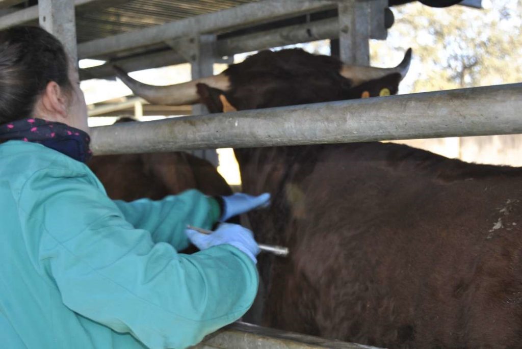Extremadura solicita ayudas para pérdidas por la lengua azul bajo el Plan de Desarrollo Rural lengua azul