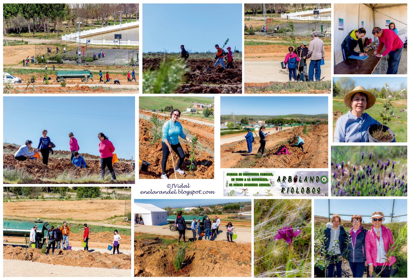 Collage ARBOLANDO reduc