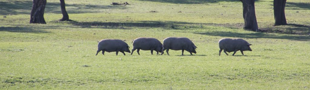 85 nuevos socios se incorporan al Club de Producto Turístico Ruta del Ibérico Dehesa de Extremadura panoramica alimentos carnicos dehesa extremadura