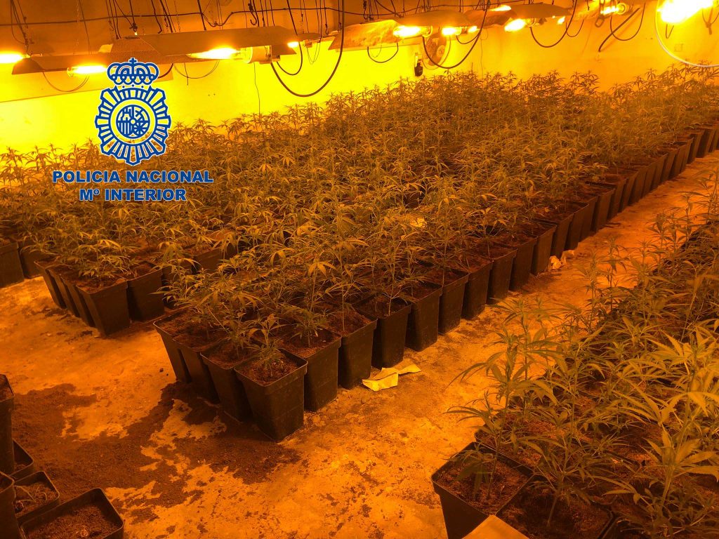 La Policía Nacional desmantela nuevamente una plantación de marihuana indoor en Mérida PLATACION MERIDA