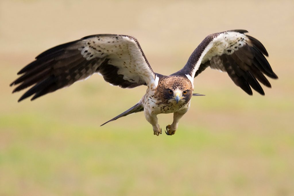 Una reserva de animales lanza un crowdfunding para poder adquirir un terreno para mantener la conservación de aves aguilucho