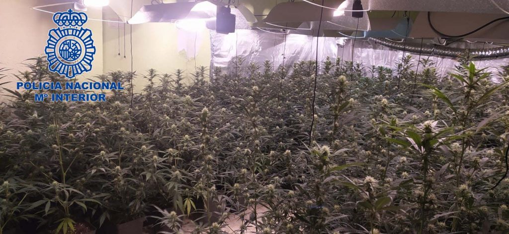 Detenidas cuatro personas en dos operaciones antidroga con la intervención de 497 plantas de marihuana drogame