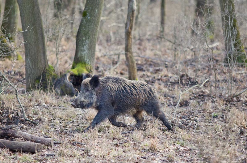 Se publica la norma que regula la caza de jabalí al salto en Extremadura jabali