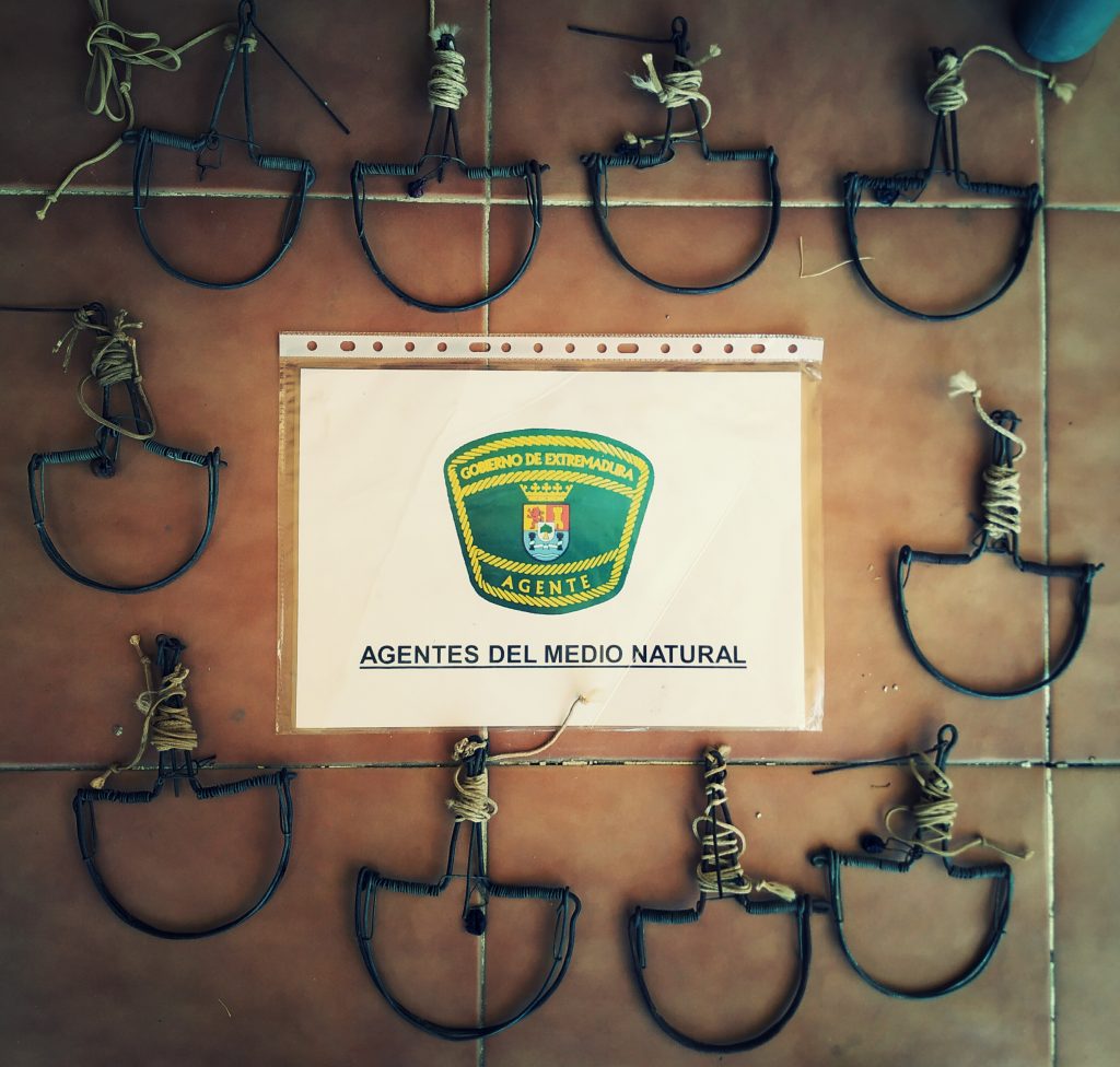 SENTENCIA CONDENATORIA POR UTILIZACIÓN Y TENENCIA DE MÉTODOS PROHIBIDOS NO SELECTIVOS A TRAVÉS DE DENUNCIA DE AGENTES DEL MEDIO NATURAL DE EXTREMADURA. agente medio natural