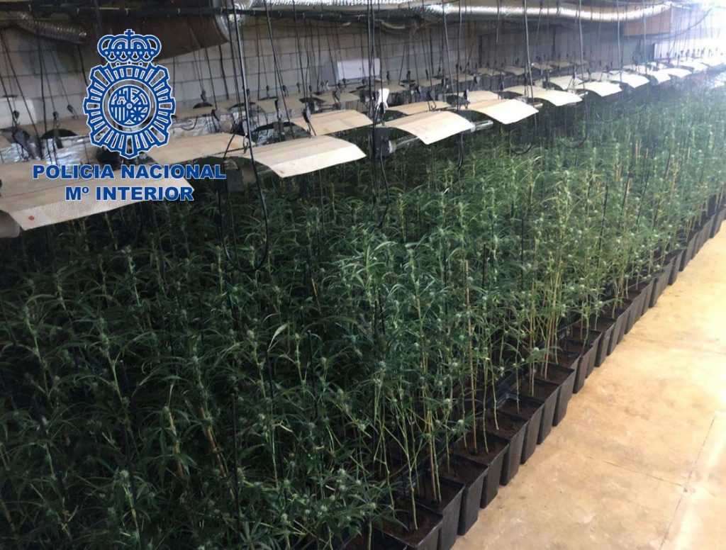 Detenidas cinco personas de una organización dedicada al cultivo de marihuana maria