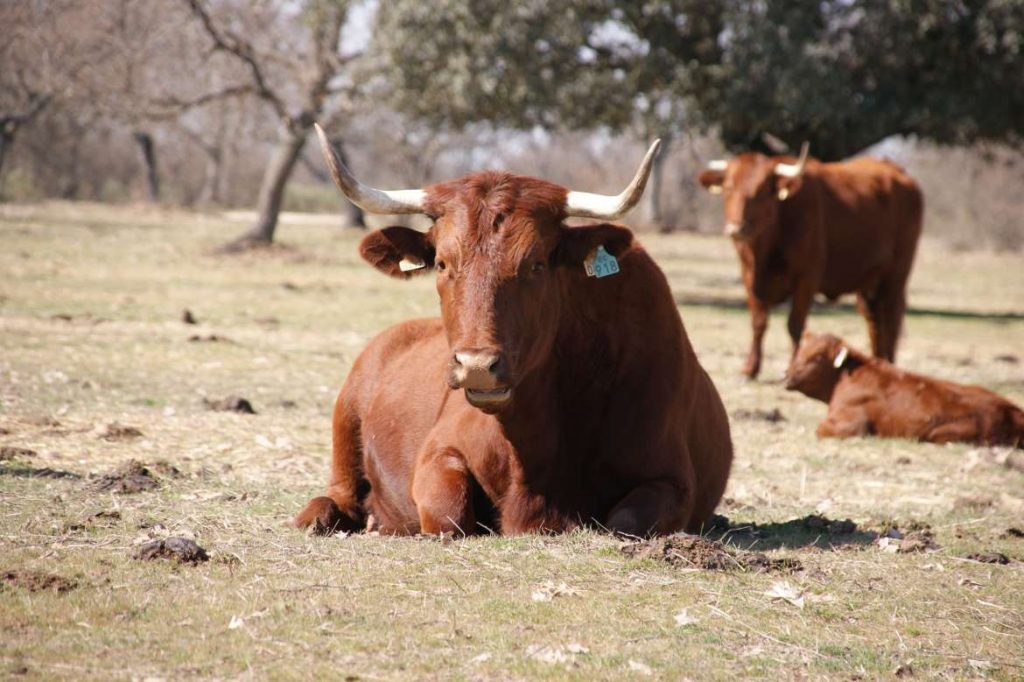 Aprobado el reglamento de las indicaciones geográficas protegidas ‘Ternera de Extremadura’ y ‘Vaca de Extremadura’ vacas