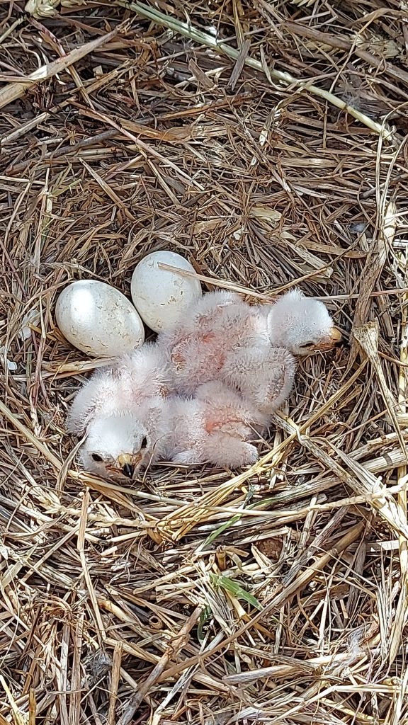 ADENEX localiza y protege quince nidos de aguilucho cenizo en dos comarcas de Badajoz dentro de la campaña de conservación de esta especie en Extremadura aguilucho cenizo