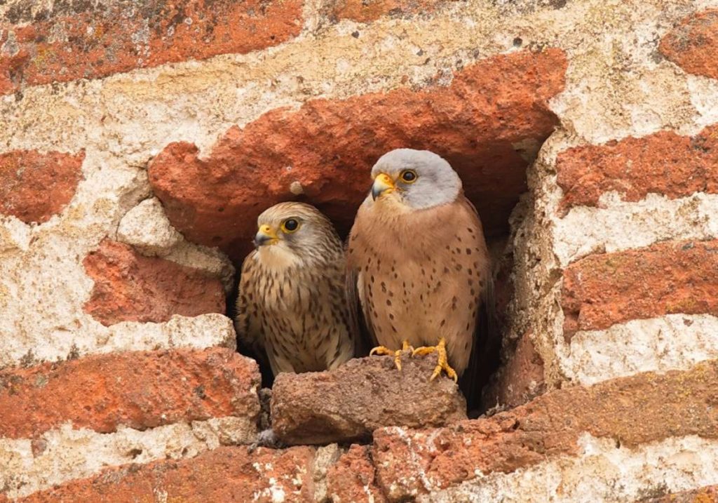 Urban Birding completa su fase de ejecución con 50 empresas adheridas y más de 60 experiencias disponibles Cernicalo primilla Turismo de Extremadura