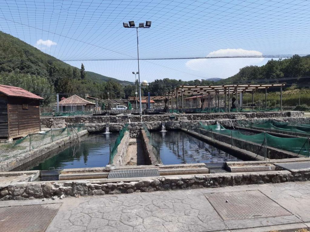 Los ríos de las comarcas extremeñas de Jerte, La Vera, Hurdes o los Ibores se repueblan de truchas Salmonicos Jerte