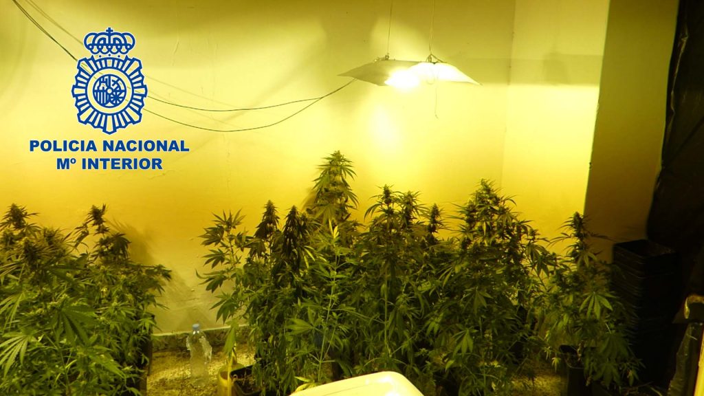Desmantelada una plantación de marihuana en el interior de una vivienda en D. Benito-Villanueva don benito marihuana