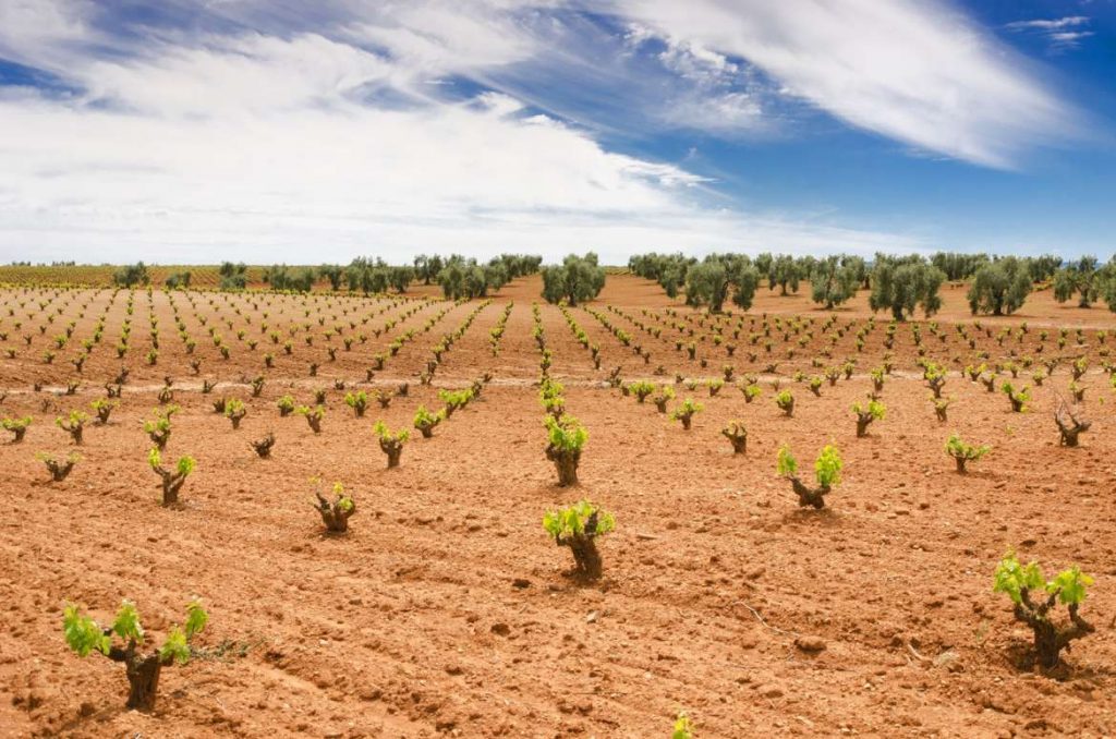 Se abonan 6,9 millones a 25.049 agricultores correspondientes al reembolso de la disciplina financiera y ayudas al viñedo vinedo