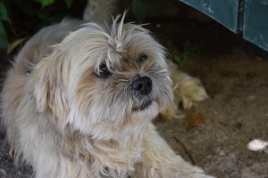 CHARO 1