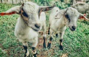 cabras 002