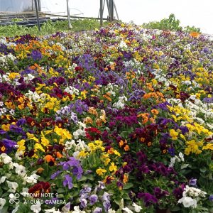 flores