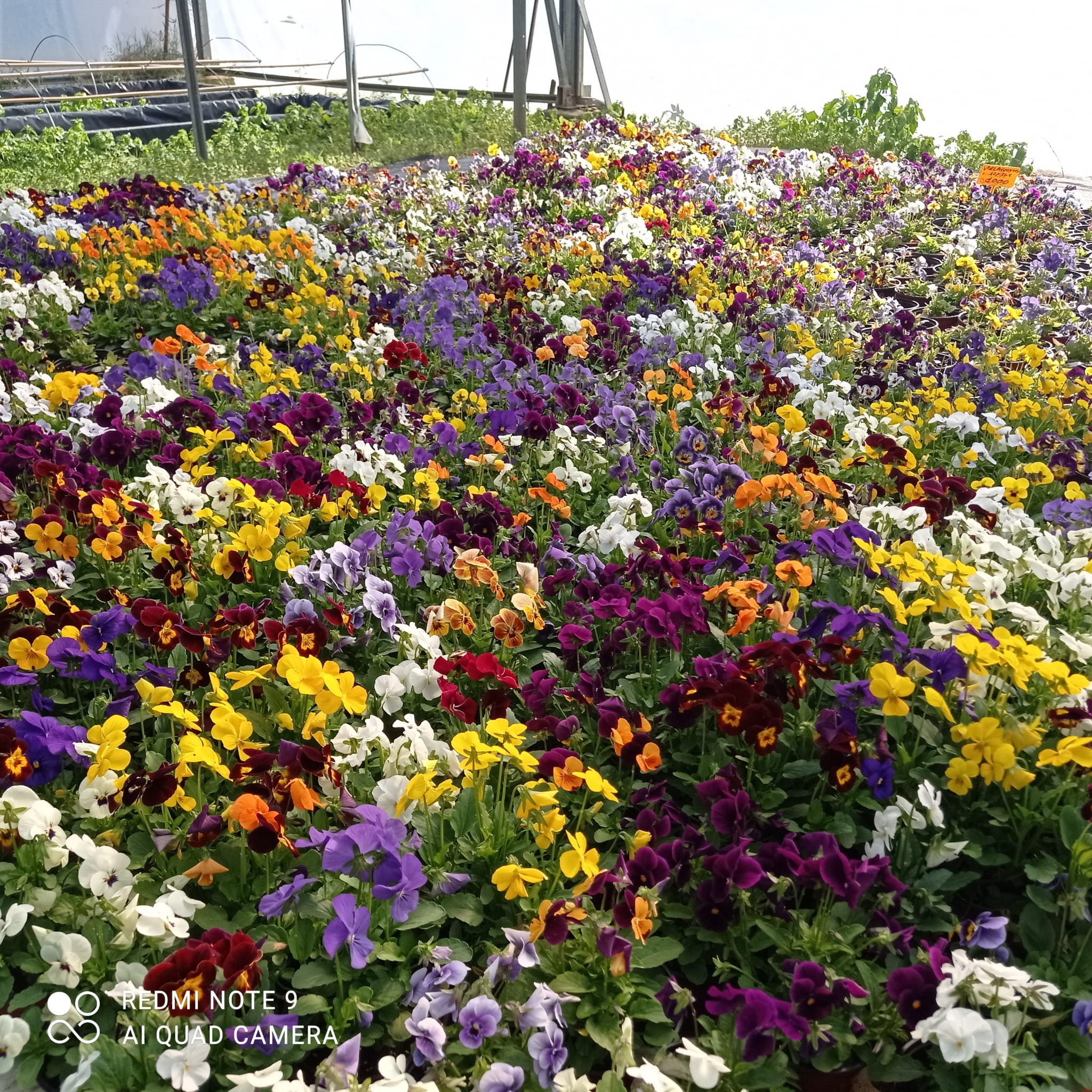 flores