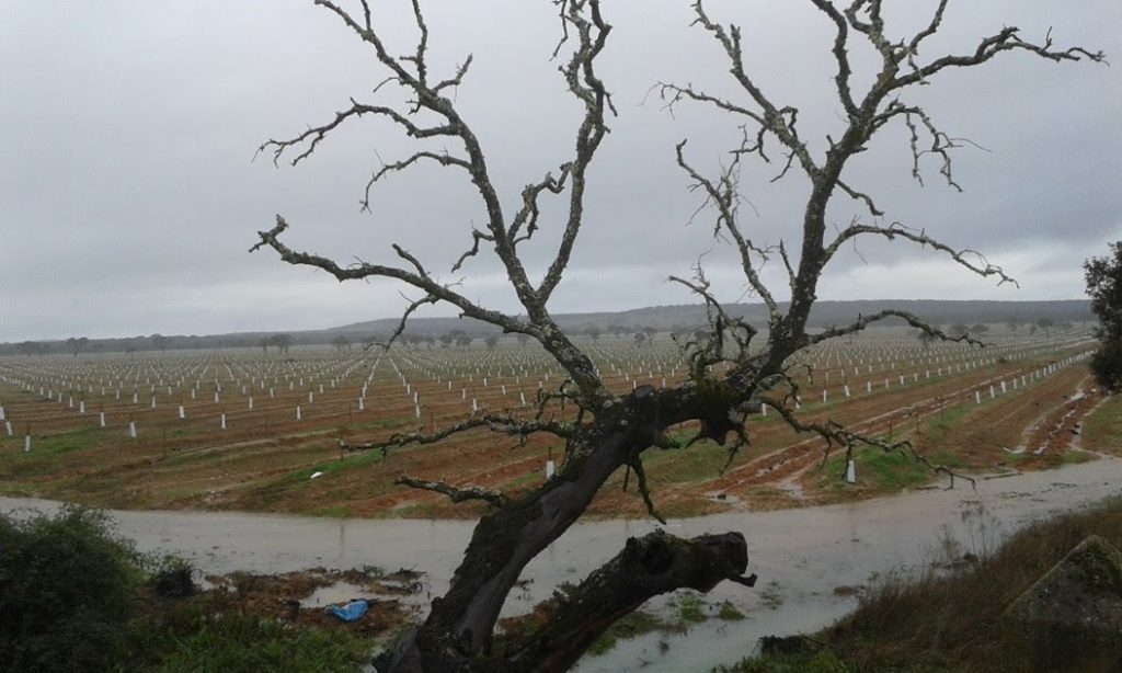 El TSJEx ratifica la sanción de 240.000 euros impuesta a un propietario agrario que provocó la destrucción de una dehesa en un espacio Red Natura 2000 foto seo