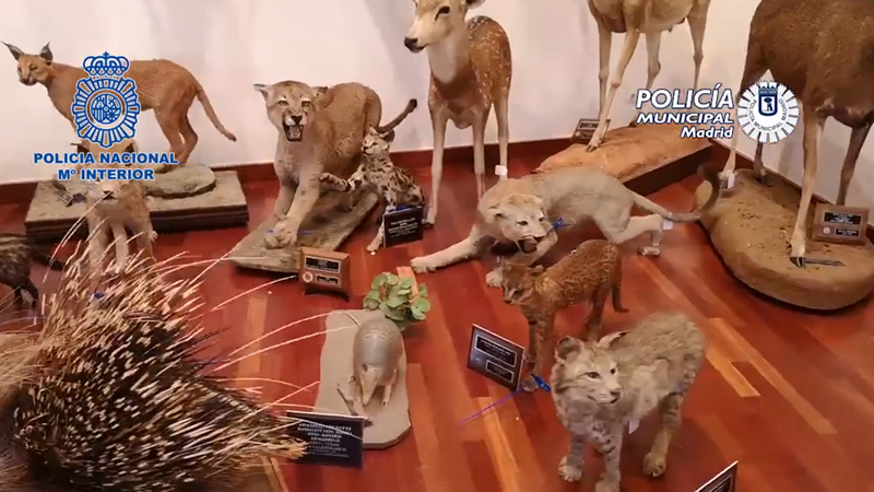 animales disecados